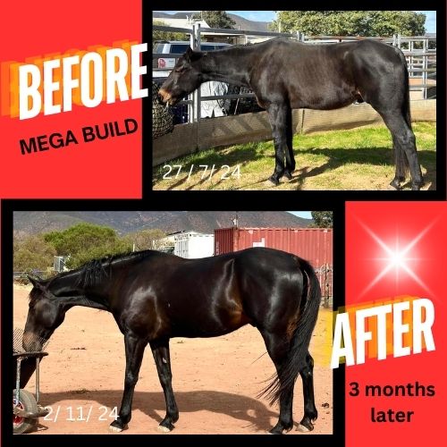 MEGA BUILD - 2.1kg The Muscle Builder
